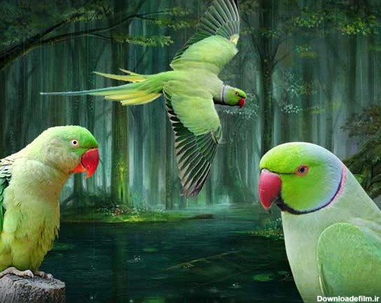 طوطی ملنگو ringneck parakeet