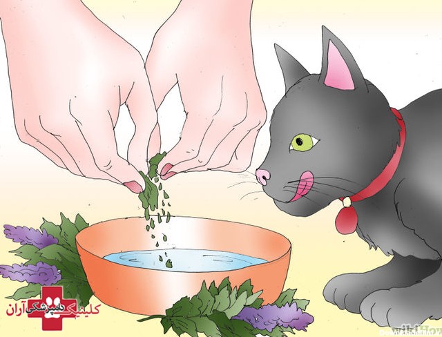 وب سایت کلینیک دامپزشکی آران | تشویق گربه به نوشیدن آب کافی