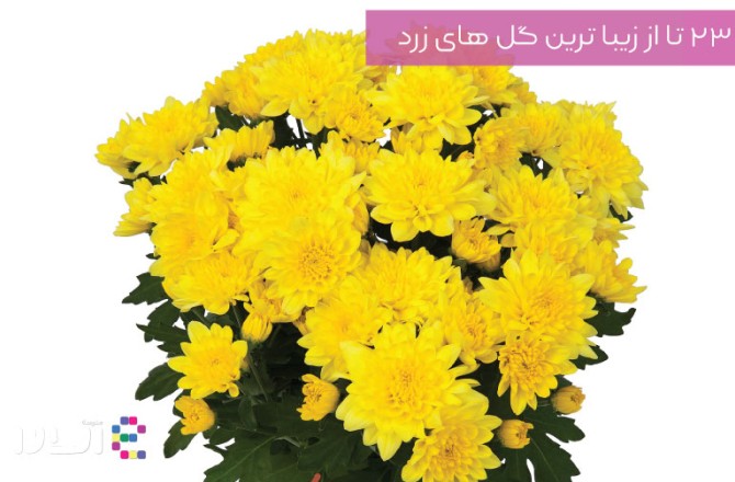 عکس گل زرد گیاهی