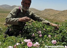 برداشت گل محمدی دیم از گلستان های روستای لایزنگان توسط اهالی روستا