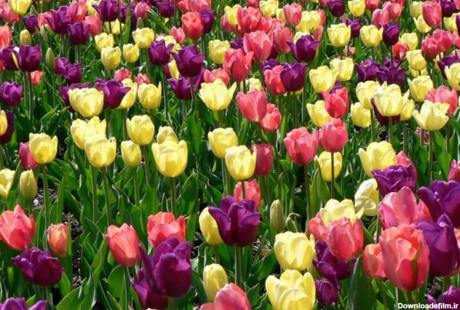 ۲۰ مکان جادویی برای بازدید از گل های بهاری - کجارو