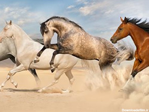 عکس با کیفیت از یورتمه رفتن اسب های وحشی