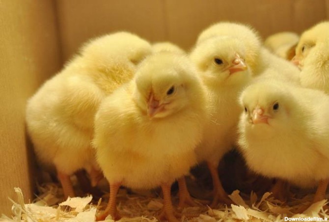 تصاویر مرتبط با میزان سود دهی پرورش مرغ گوشتی ، جوجه گوشتی - طیور