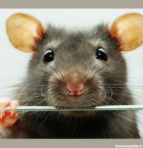 علائم وجود موش در خانه و روش های از بین بردن آن