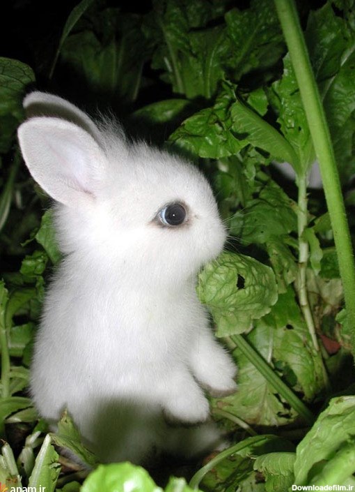 خرگوش های بامزه و دیدنی! / عکس