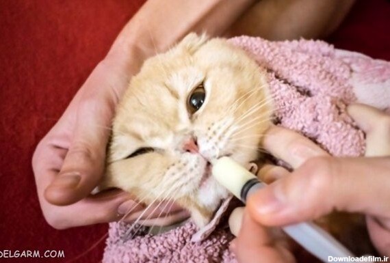 آموزش دارو دادن به گربه به صورت زورکی!
