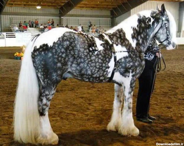 عکس یکی از زیباترین اسب‌های جهان - جهان نيوز