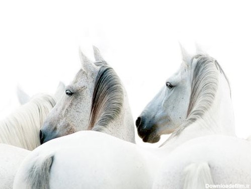 عکس با کیفیت از چند اسب سفید با یال کرمی