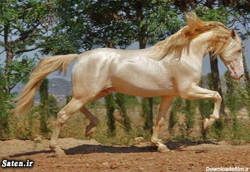 زیباترین و گرانترین اسب دنیا +عکس | ساتین ⭐️