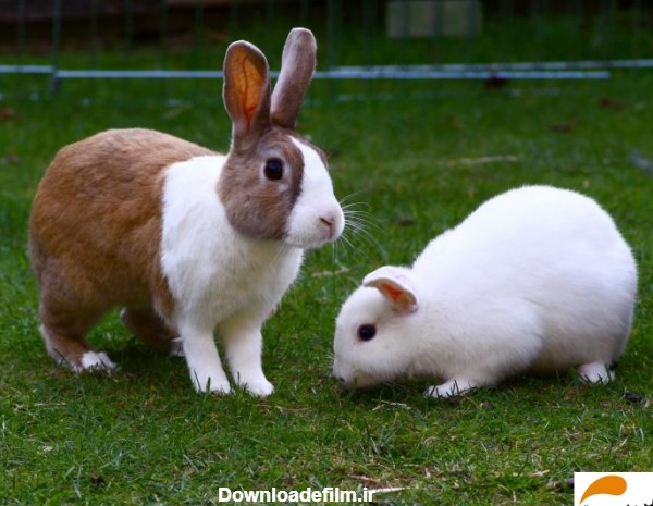 مجموعه عکس خرگوش کوتوله هلندی (جدید)