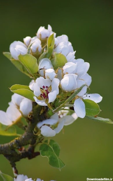 گلابی شکوفه گلهای سفید شکوفه توسط OffiDocs برای