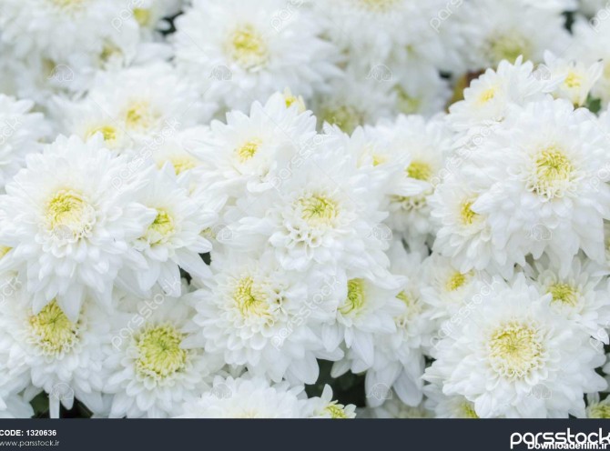 گل مینا سفید گل ها در باغ گل دار یک زمینه سبز پس زمینه 1320636