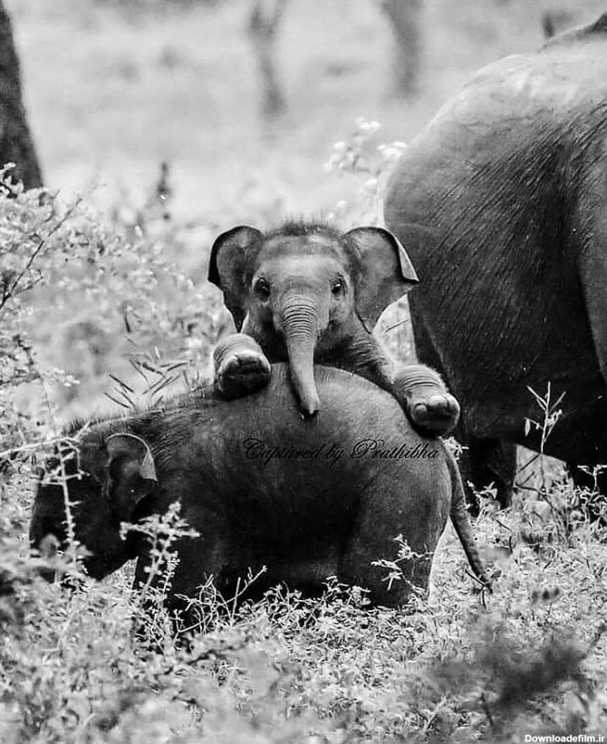 تصویر دیدنی از یک بچه فیل+عکس - خبر ثریا