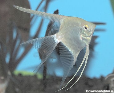انجل ( فرشته ماهی) angel fish