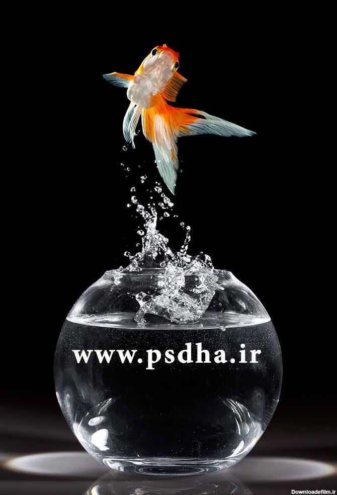 عکس ماهی قرمز عید نوروز در تنگ ماهی با کیفیت عالی برای طراحی کارت ...