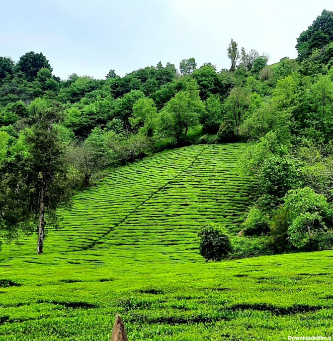 چای باغ سر(باغ چایی)لاهیجان-گیلان - عکس ویسگون