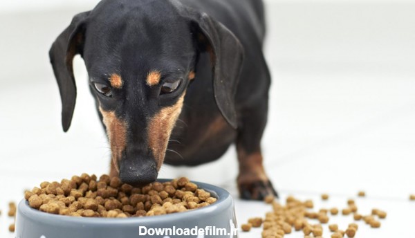 خوردن غذای خشک توسط سگ داکسهوند