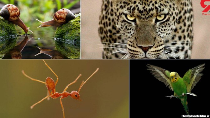 شکار لحظه ها از حیوانات مختلف در ژست های دیدنی و خنده دار +گالری عکس