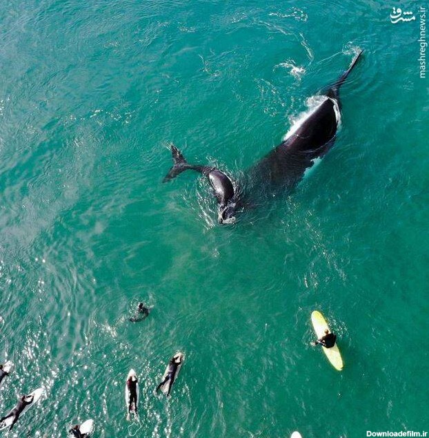 مشرق نیوز - عکس/ موج سواری در کنار نهنگ‌ها