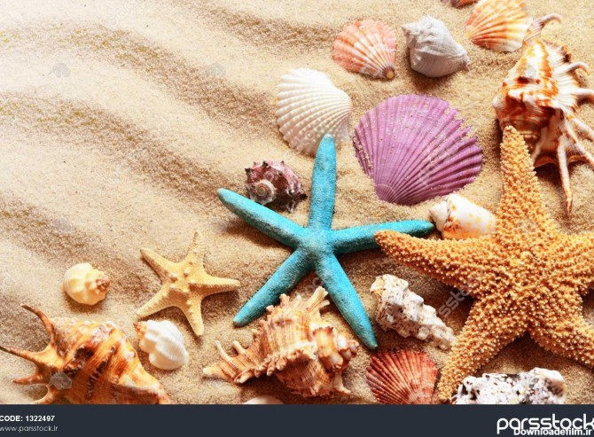 صدف در ساحل تابستانی و شن و ماسه به عنوان پس زمینه صدف های ...