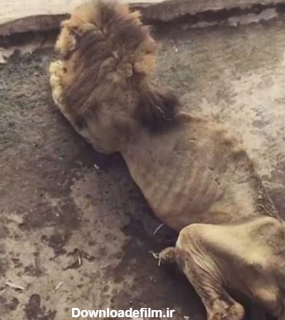 عکس های لو رفته لاغر ترین شیر جهان در باغ وحش