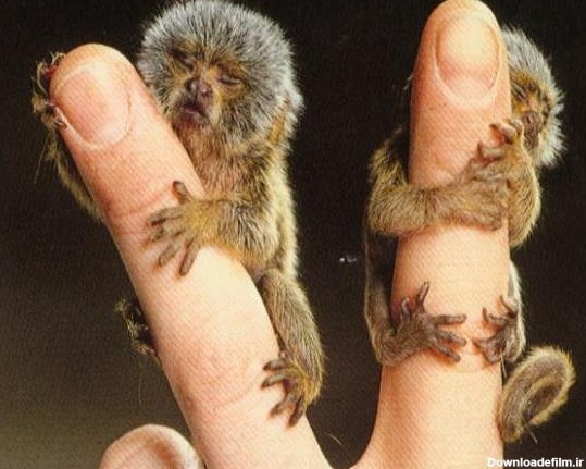تصاویر کوچک‌ترین میمون دنیا