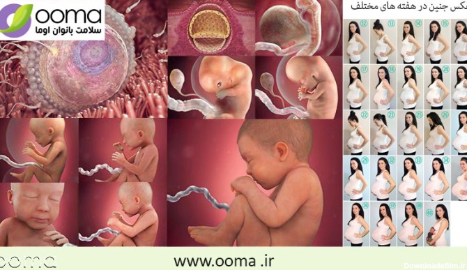 عکس جنین یک ماهه در رحم