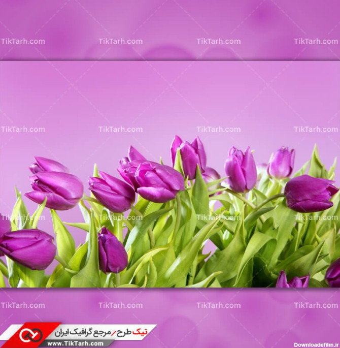 دانلود عکس باکیفیت شاخه گل های بنفش | تیک طرح مرجع گرافیک ایران