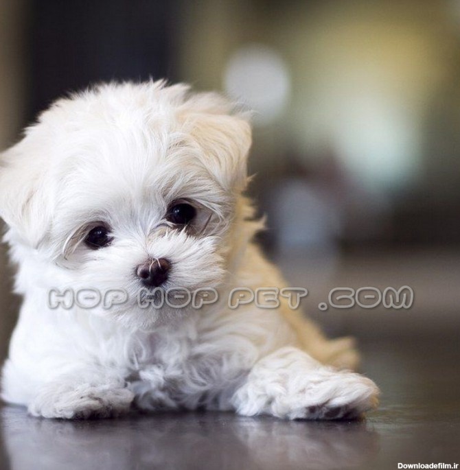 عکس سگ پشمالو سفید تریر