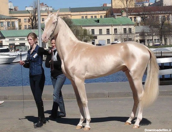 نژاد اسب گرانترین اسب قیمت اسب زیباترین اسب بهترین اسب اسب ترکمن Akhal teke