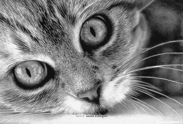 30 Beautiful Cat Drawings - Best Color Pencil Drawings and ...