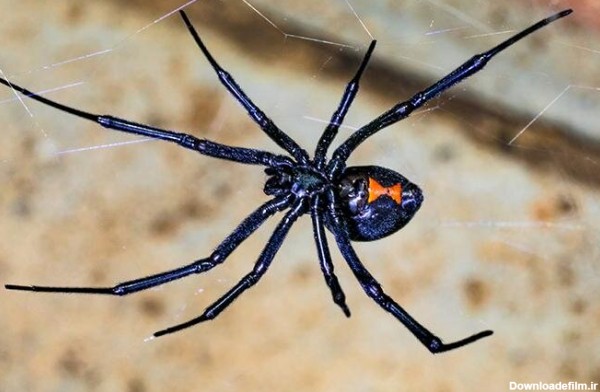 کشنده‌ترین عنکبوت دنیا/ شکارچی ترسناک کجا زندگی می‌کند؟ / عکس
