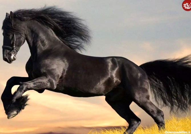 تصاویر) زیباترین اسب جهان که از افسانه‌ها آمده است!