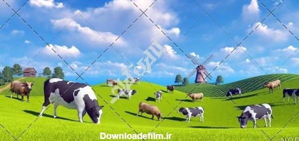 عکس گاو در مزرعه - عکس نودی