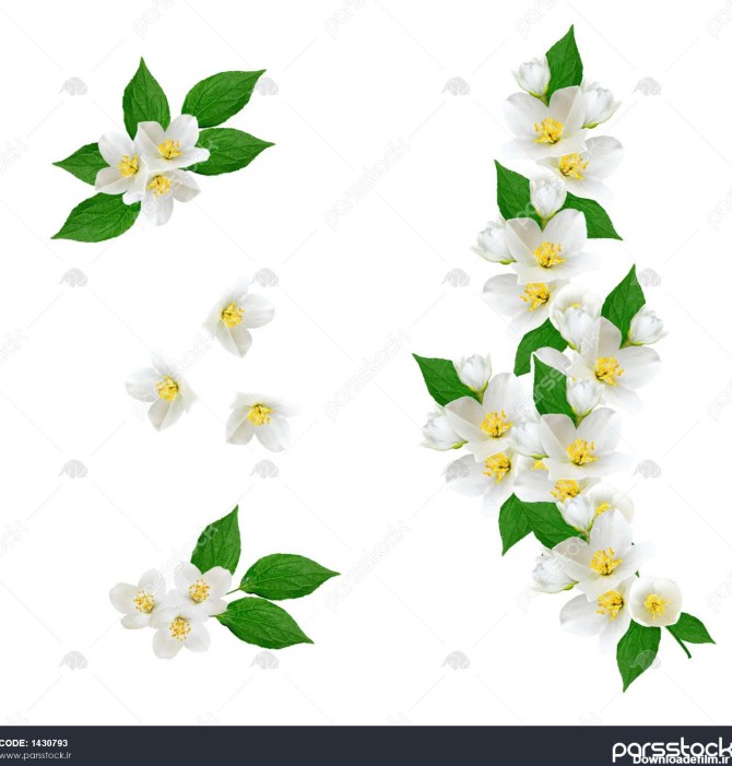 گل یاس گل یاس سفید را بشویید ترکیب بهار 1430793