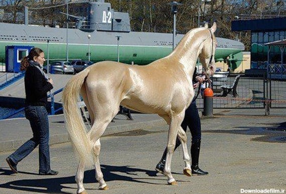 نژاد اسب گرانترین اسب قیمت اسب زیباترین اسب بهترین اسب اسب ترکمن Akhal teke