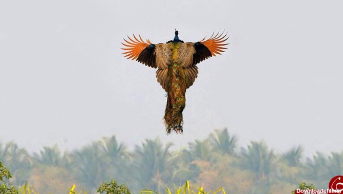 زیبا ترین طاووس جهان+تصاویر
