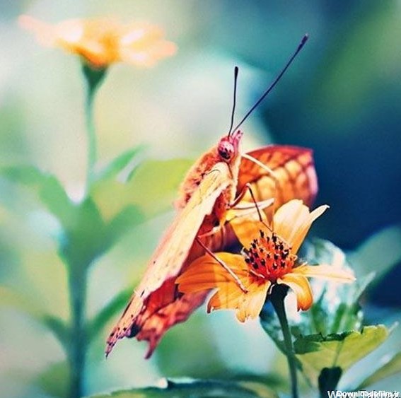 عکس های زیبا از پروانه ها - www.taknaz.ir