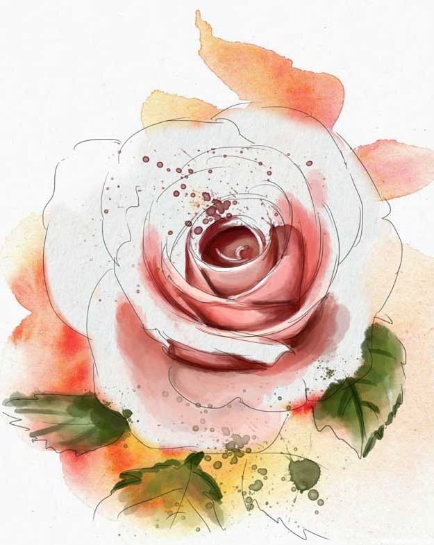 دانلود تصویر نقاشی گل رز سفید