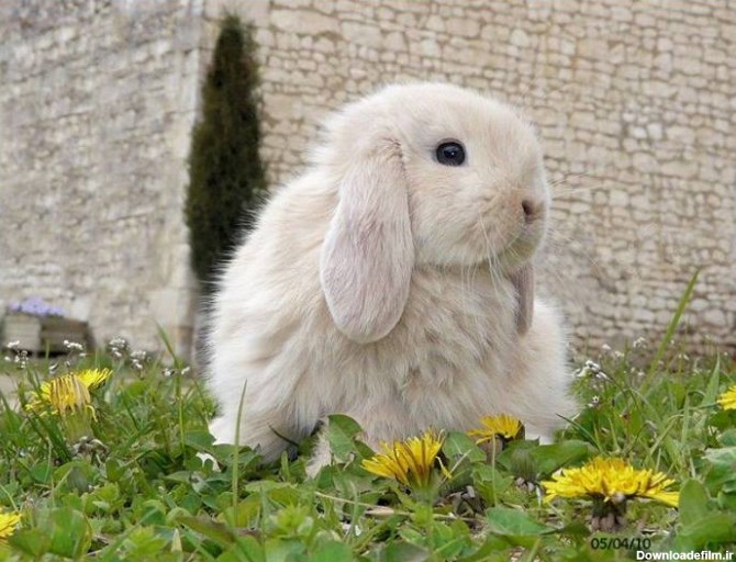 آخرین خبر | عکس/ خرگوش ملوس