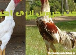 عکس خروس لاری سفید