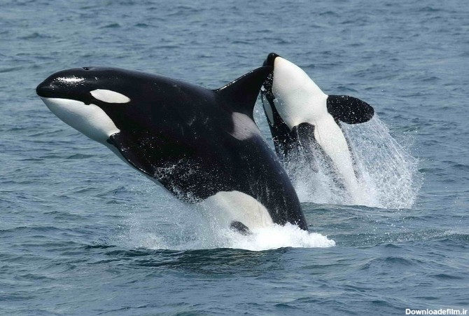 نهنگ قاتل - ویکی‌پدیا، دانشنامهٔ آزاد