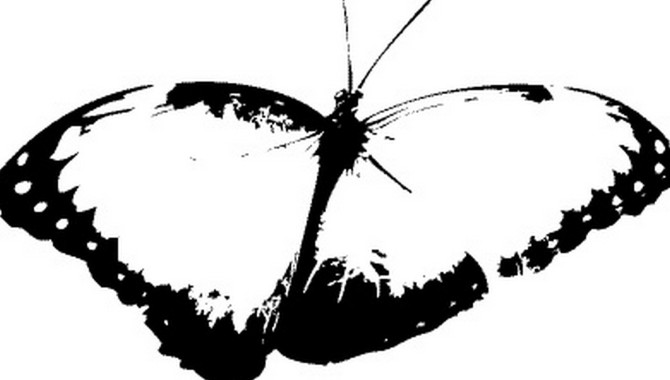 دانلود طرح وکتور پروانه سفید و مشکی کد 1271217979 - اینفینیتی چاپ