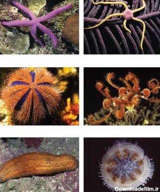 انواع ستاره دریایی