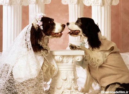عکس عروسی سگ ها