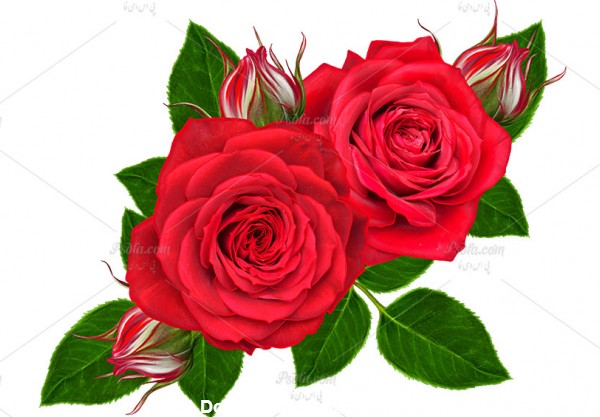 گل رز قرمز بدون بک گراند
