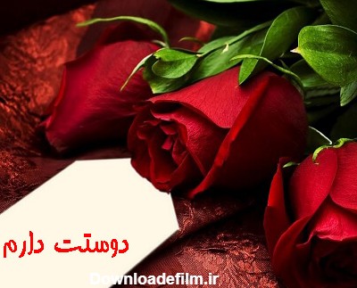 25 عکس گل رز قرمز عاشقانه برای پروفایل + رز قرمز نشانه چیست؟