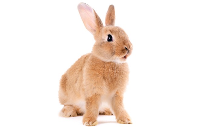 اطلاعات جامع علمی درباره خرگوش | دنیای حیوانات