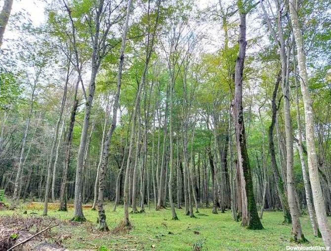 درختان بلند پارک جنگلی نور؛ منبع عکس: گوگل مپ؛ عکاس: امیر کریمی