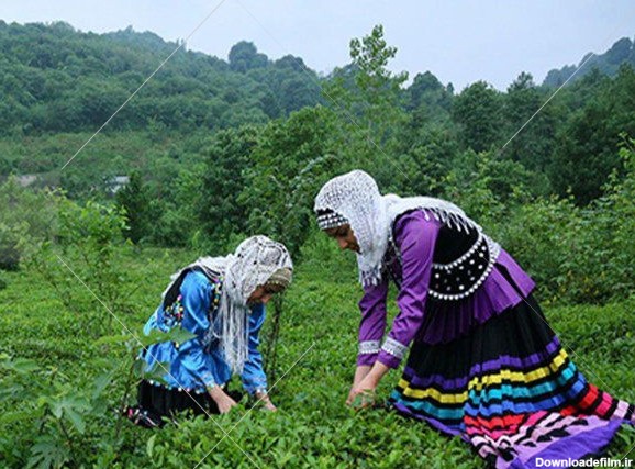 لاهیجان شهر چای – مجله گردشگری رستاک لاهيجان شهر چای ،يكي از ...